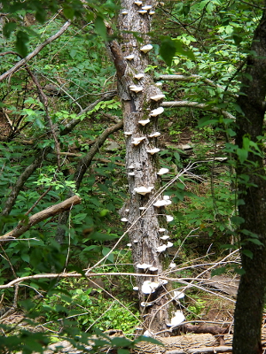 [An upright tree with dozens of fungus growths on its trunk.]